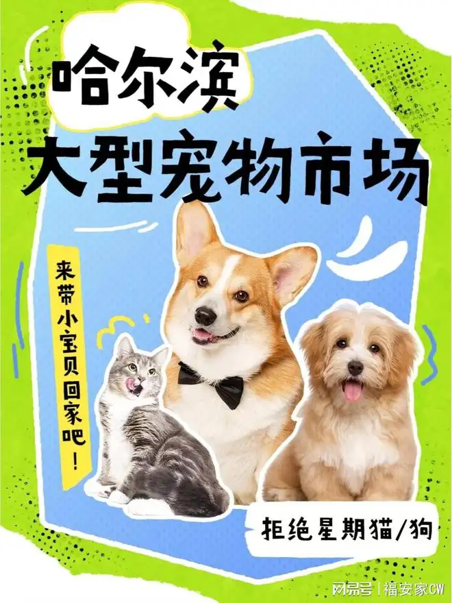 狗猫一般可以活多少岁啊(狗死了为什么三年内不养狗)