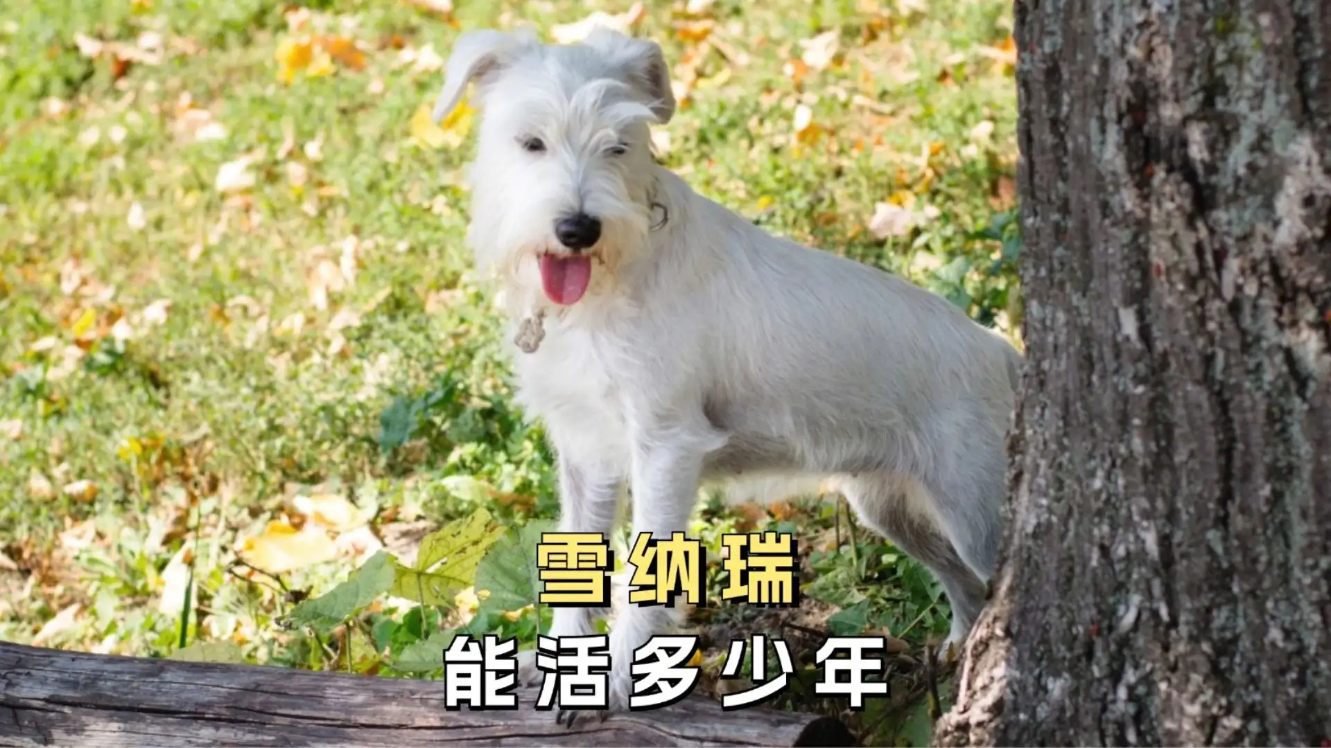 纯雪纳瑞多少钱一只(纯雪纳瑞多少钱一只幼犬)