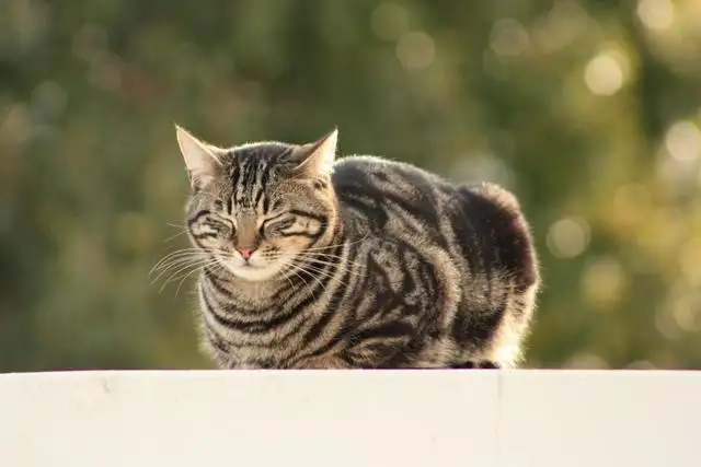 本土猫品种(本土猫有哪些)