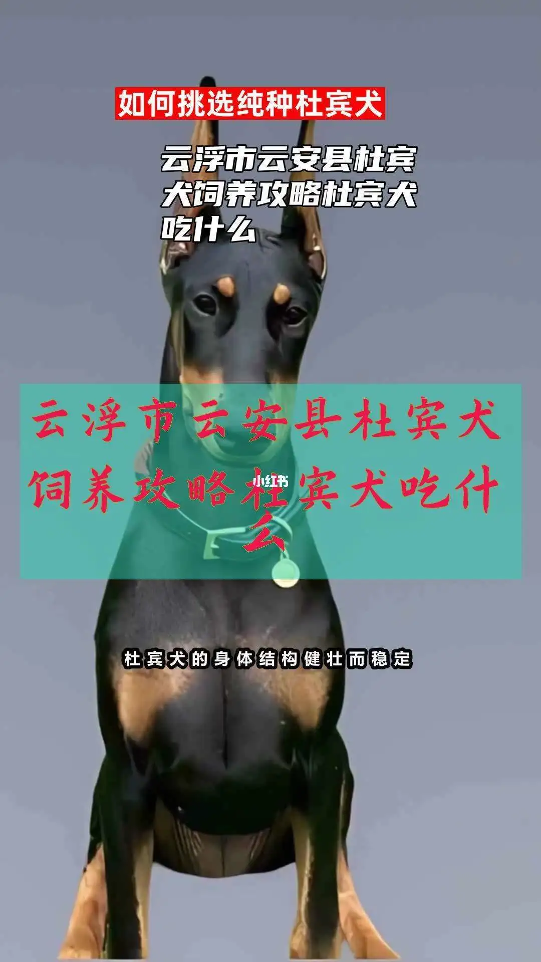 纯种杜宾犬购买(纯种杜宾犬购买渠道)