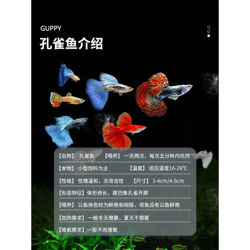 孔雀鱼下的小鱼怎么养(孔雀鱼下的小鱼怎么养不活)
