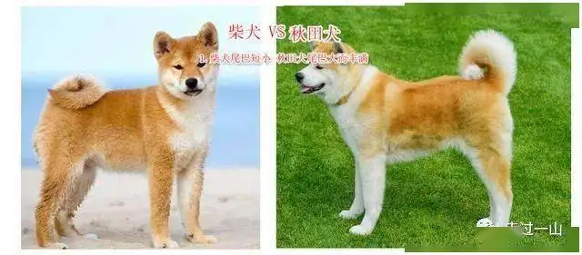 秋田犬算柴犬吗(秋田犬属于柴犬吗)