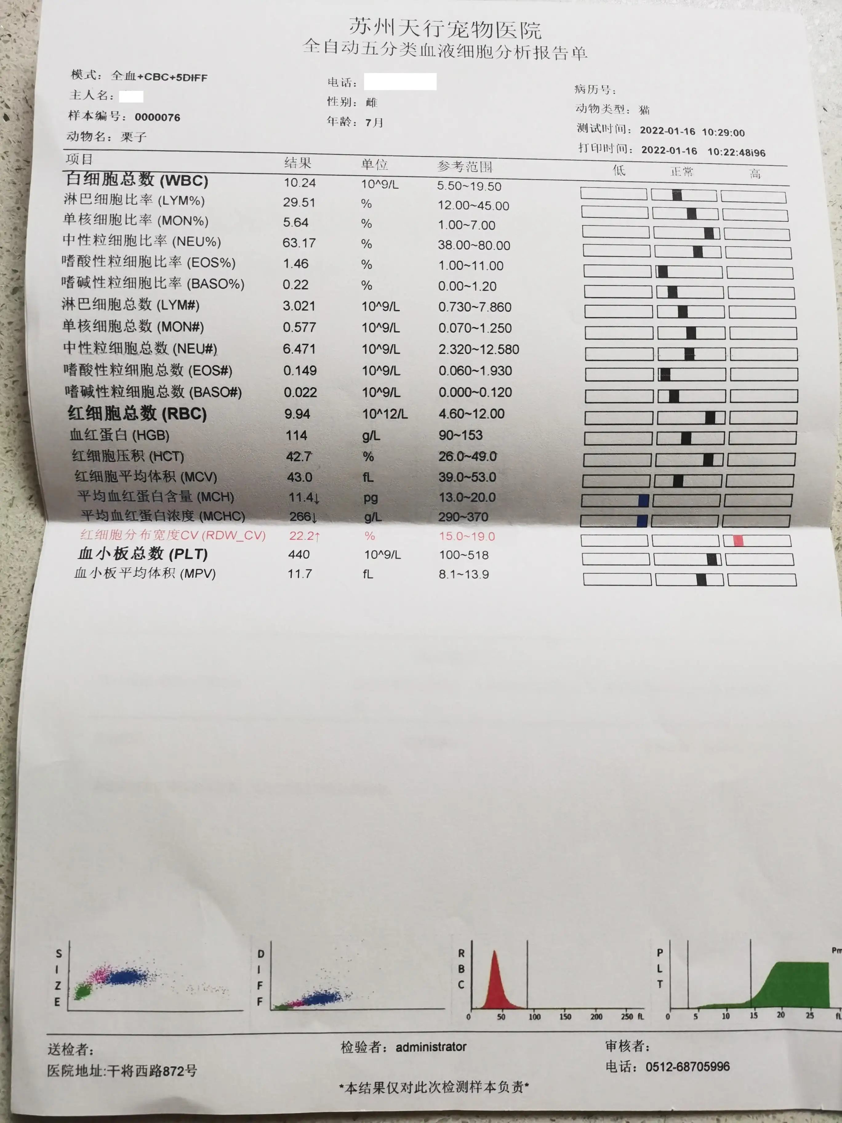 猫传腹传染概率(猫传腹传染率高吗)