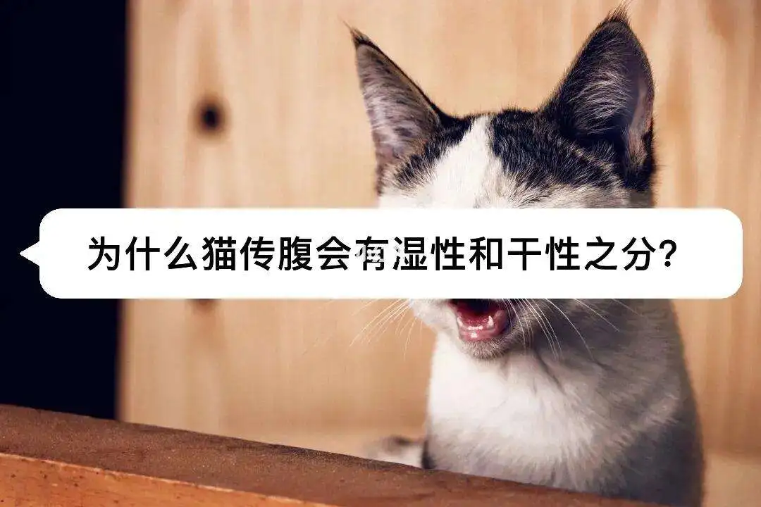 猫猫为什么会猫传腹(猫咪为什么会有猫传腹)