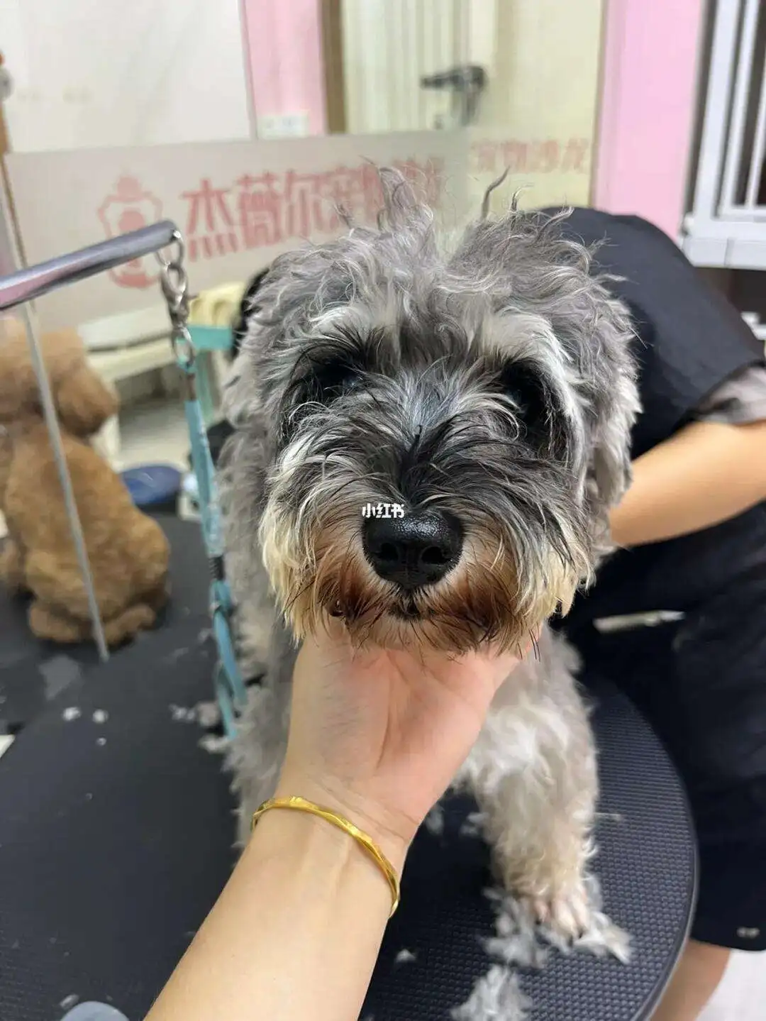 雪纳瑞美容店(雪纳瑞美容视频教学)