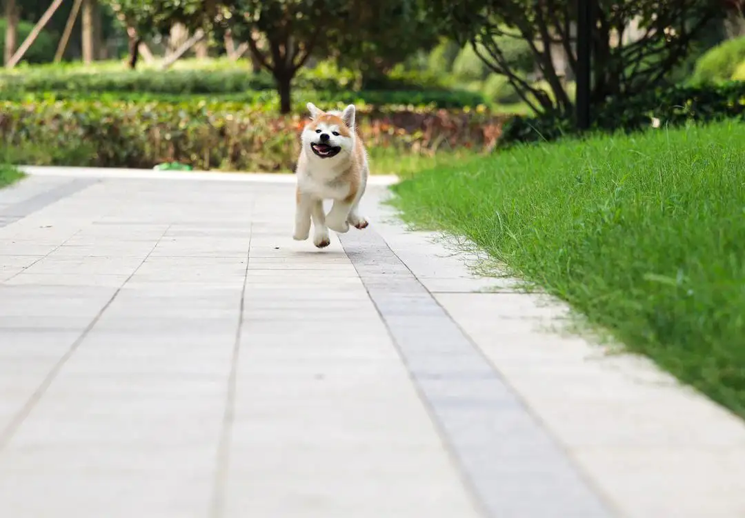 绿色的秋田犬(绿色的秋田犬是什么狗)