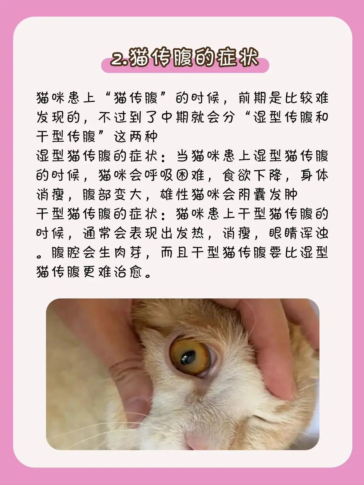 猫咪传腹前兆(猫咪猫传腹是如何引起的)