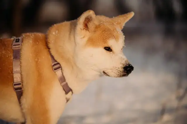 秋田犬日本犬舍(日本秋田犬优缺点)