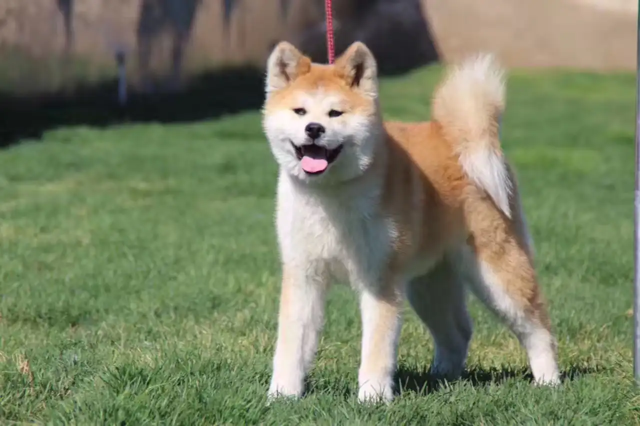 绿色的秋田犬(绿色的秋田犬是什么狗)