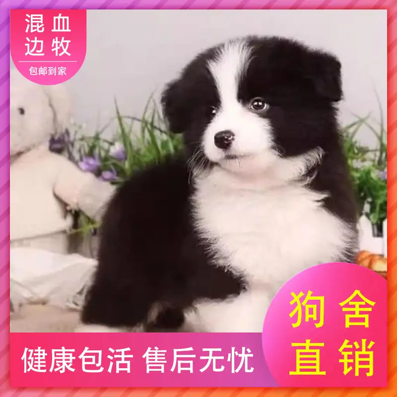 边牧犬幼犬多少钱一只(正宗的边牧犬幼犬多少钱一只)