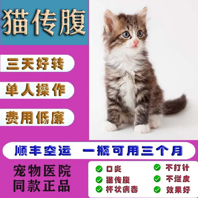 杯状病毒会引起猫传腹吗(杯状病毒猫咪会传染别的猫吗)