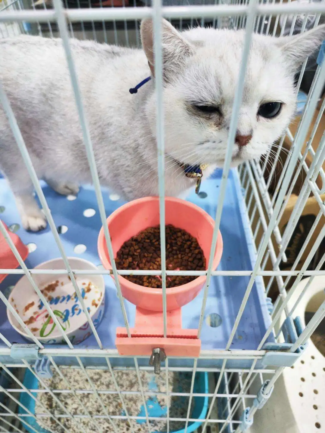 猫传腹没食欲怎么办(猫传腹不吃东西怎么办)