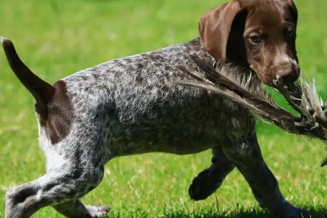 短毛中型猎犬(中型猎犬短毛品种大全)