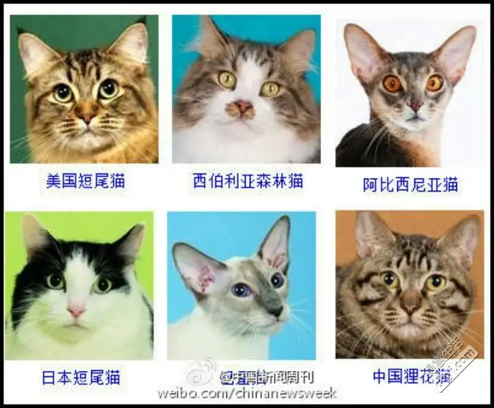 常见猫咪品种大全(常见猫咪品种及价格)