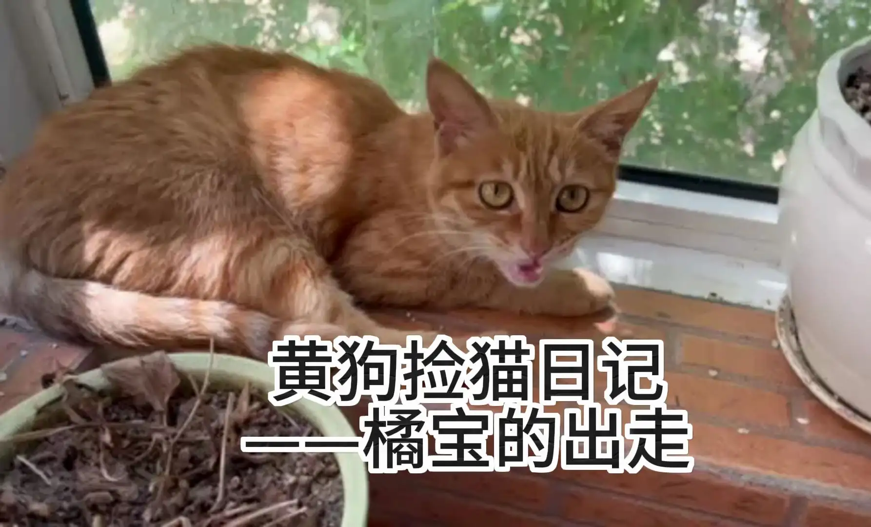 猫传腹怎么死(猫传腹怎么才算治愈)