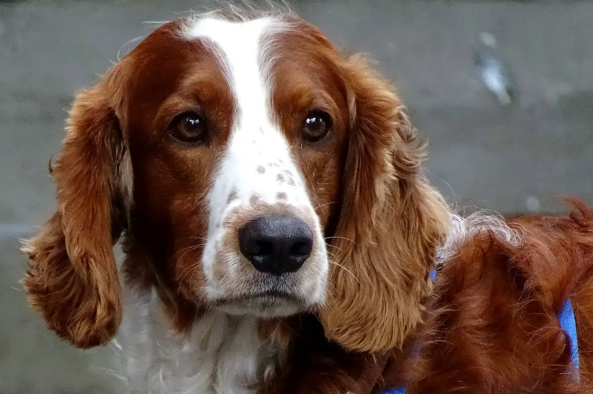 短毛中型猎犬(中型猎犬短毛品种大全)