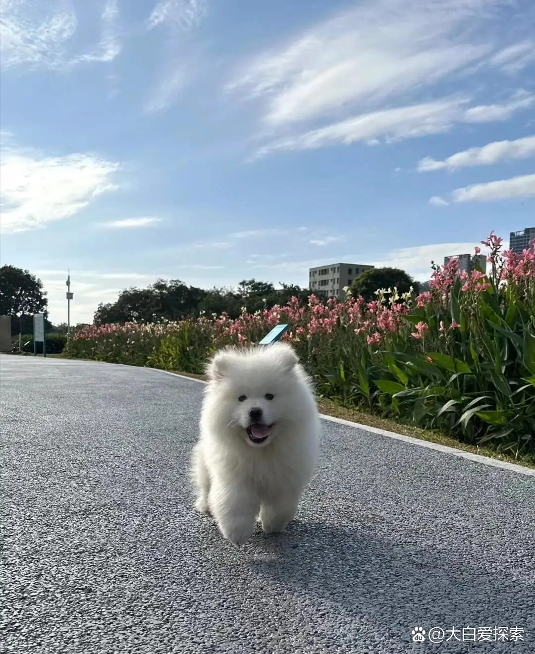 萨摩耶幼犬喂什么(萨摩耶幼犬喂什么狗粮)