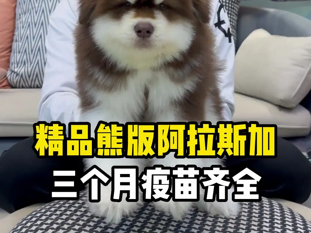 阿拉斯加犬六个月多少钱一只(阿拉斯加犬六个月多少钱一只幼犬)