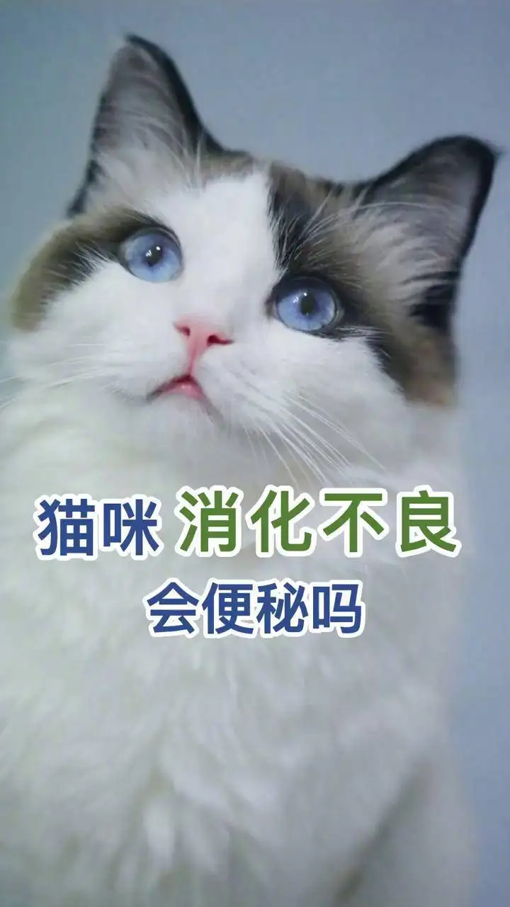 猫咪便秘会怎么样(猫咪便秘有什么症状)