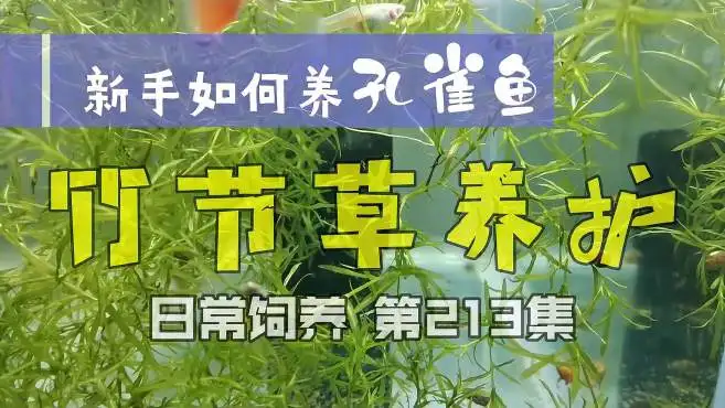 养凤尾鱼的正确方法(怎样养凤尾鱼的视频吗)