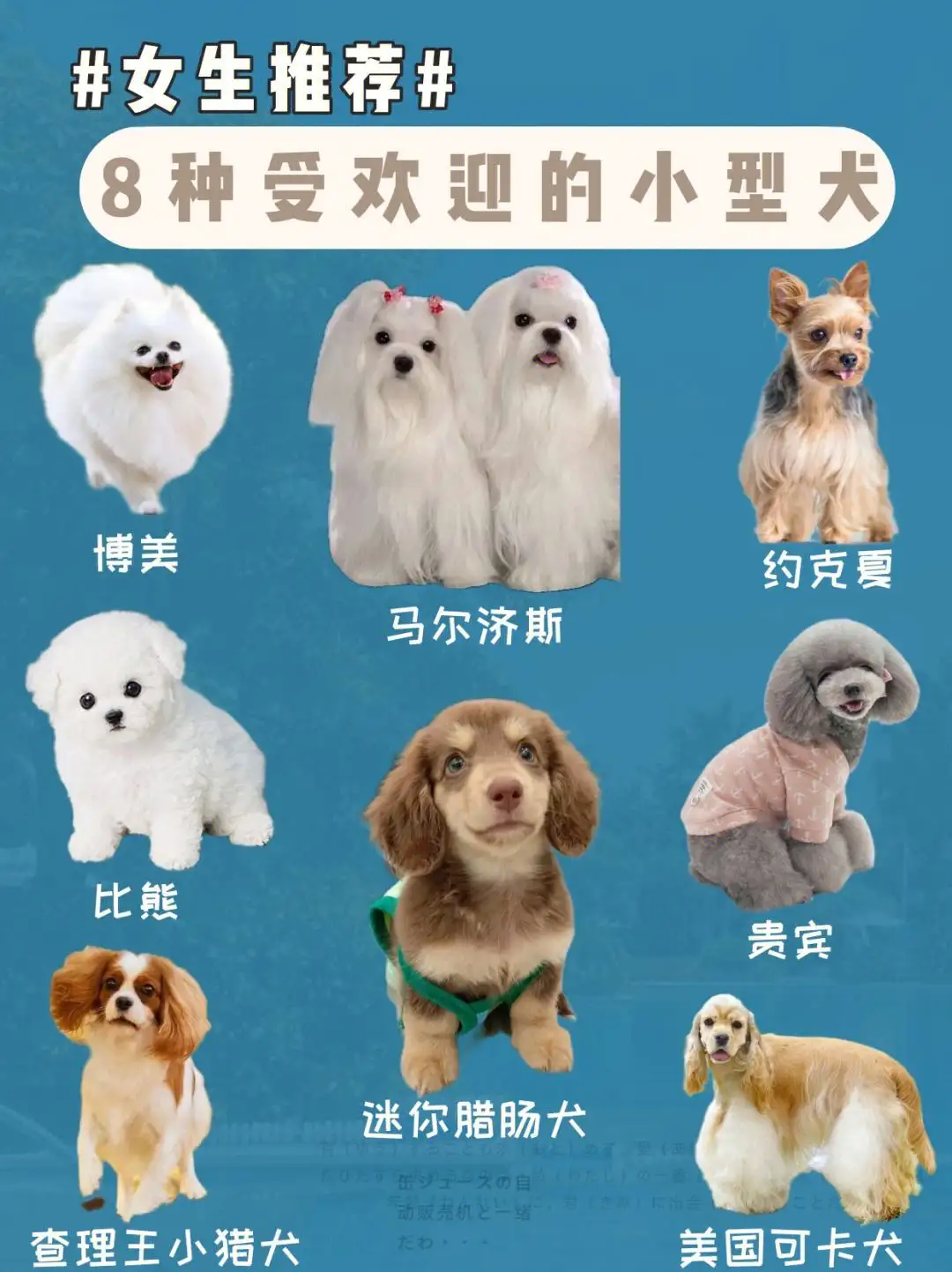 中国小型犬品种大全(小型犬品种大全带名字)