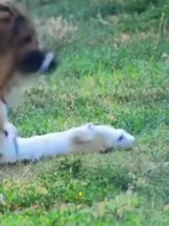 怎么养好幼犬(怎么养幼犬中华田园犬)