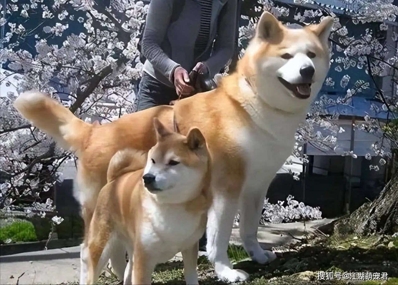 秋田跟柴犬的区别(秋田和柴犬一样吗?)