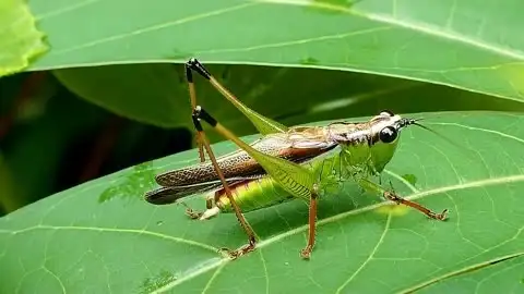 冬蝈蝈能活多久(冬蝈蝈能活多久贴吧)