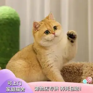 宠物猫幼崽的价格(家猫幼崽多少钱一只)