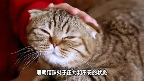 猫睡觉有咕噜咕噜的声音(猫睡觉咕噜咕噜的声音代表什么)