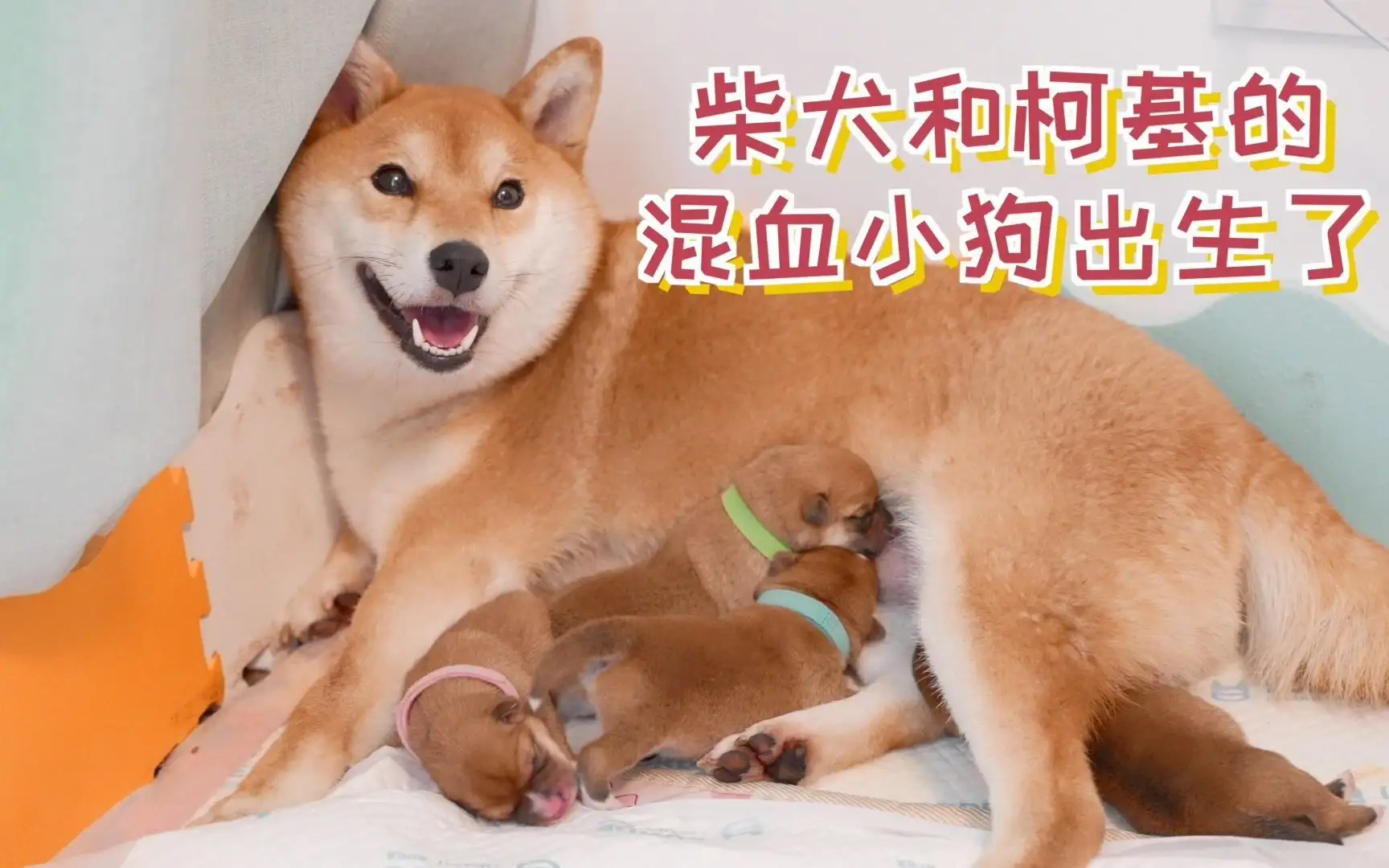 柴犬一胎生几只小狗(柴犬一胎生几只小狗正常)