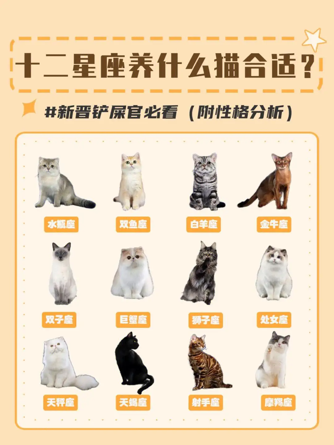 12星座最适合养什么猫(十二星座最适合养什么宠物猫)