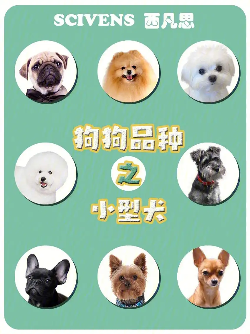 小型犬的价格(小型犬的价格参考)