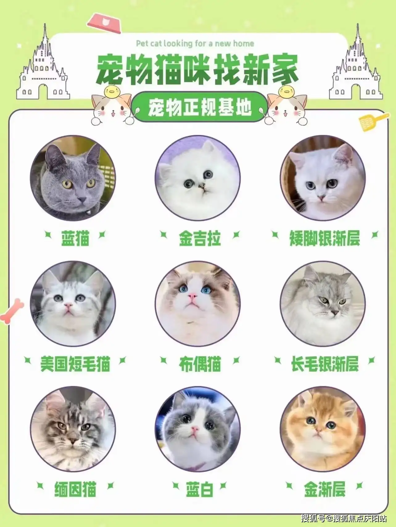 猫的主要品种(猫的主要品种是)