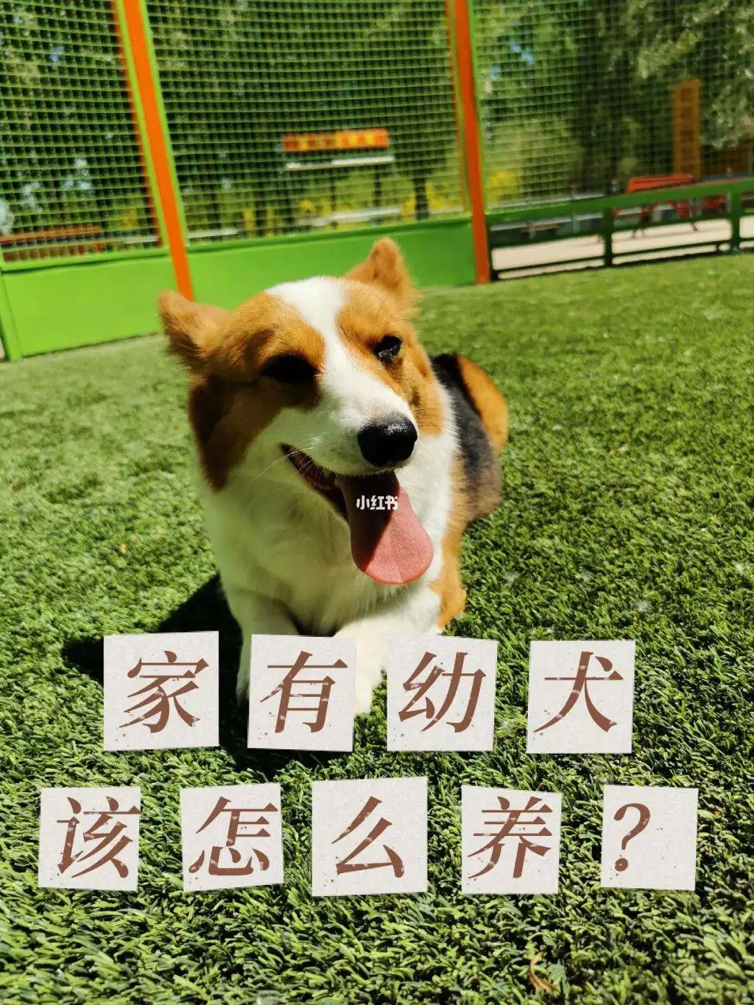 怎么养好幼犬(怎么养幼犬中华田园犬)