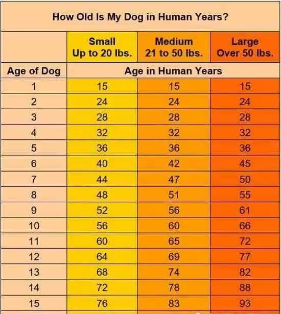 4岁的狗狗相当于人类多少岁(4岁的狗狗相当于人类多少岁的狗)