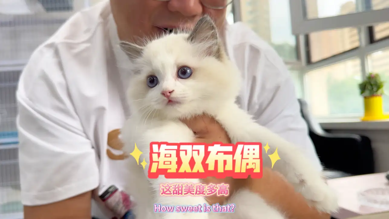 布偶猫在市场上什么价格?(布偶猫在市场上什么价格最贵)