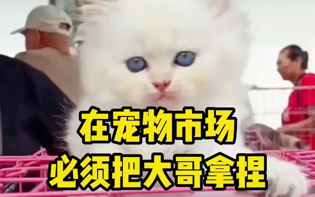 布偶猫在市场上什么价格?(布偶猫在市场上什么价格最贵)