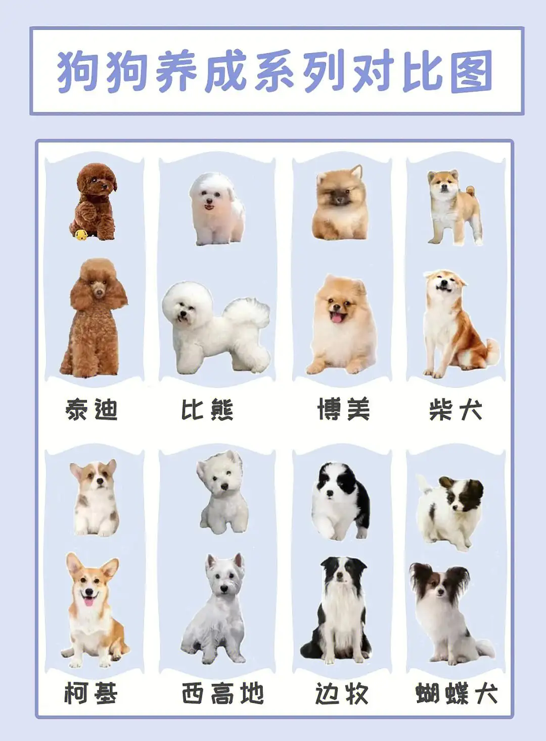 比熊犬泰迪犬区别(比熊和泰迪的区别,十大特点帮你区分!)