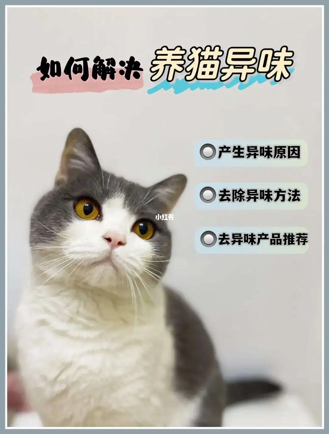 猫味道(猫味道对人体有害吗)