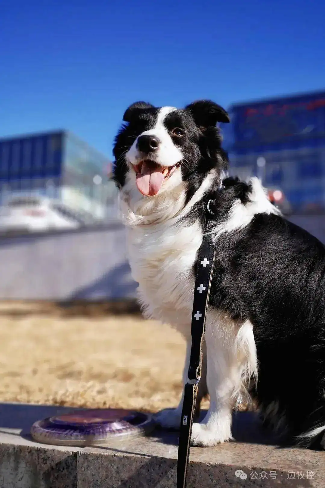 边境牧羊犬能在城市养吗(边境牧羊犬能在城市养吗视频)