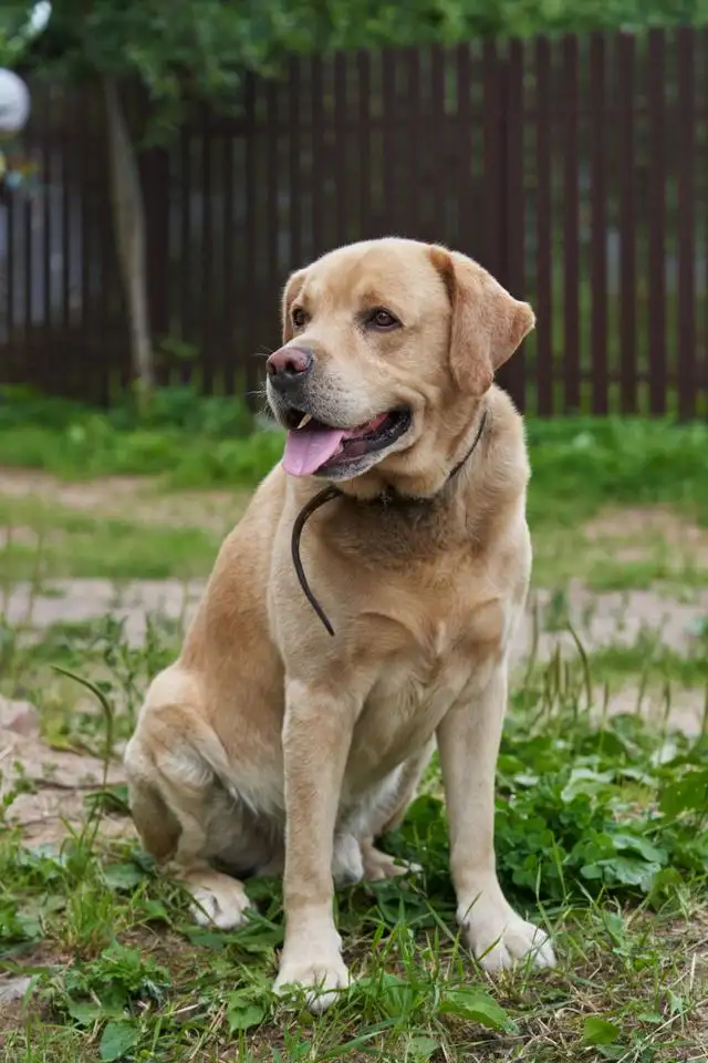 拉布拉多属于什么犬种(拉布拉多犬属于什么型犬)