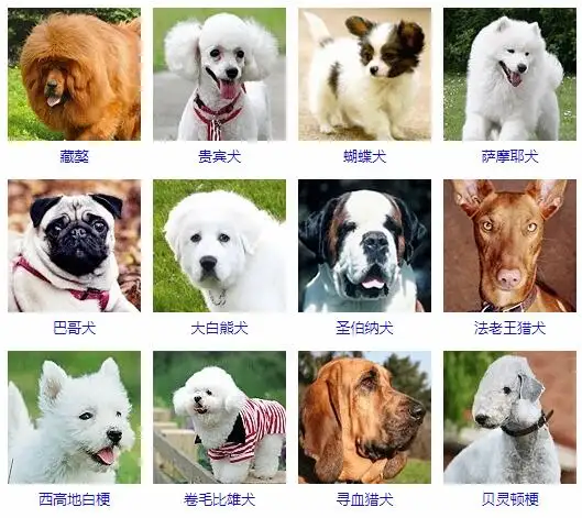 不掉毛短毛狗小型犬(不掉毛的小型犬品种大全)