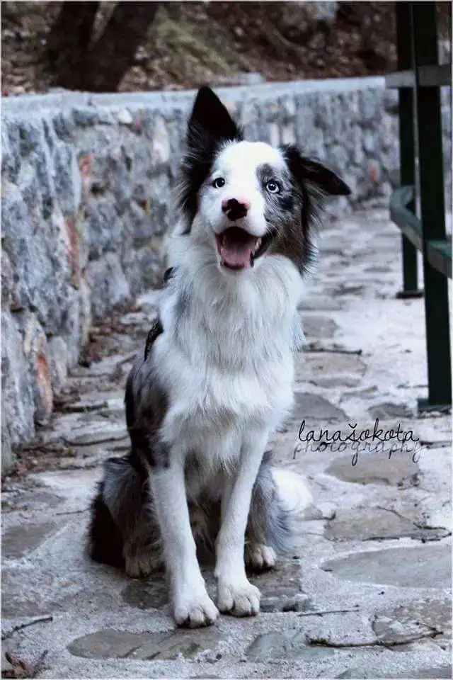 边境牧羊犬能在城市养吗(边境牧羊犬能在城市养吗视频)