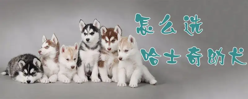 怎么买哈士奇幼犬(哈士奇幼犬在哪里买)