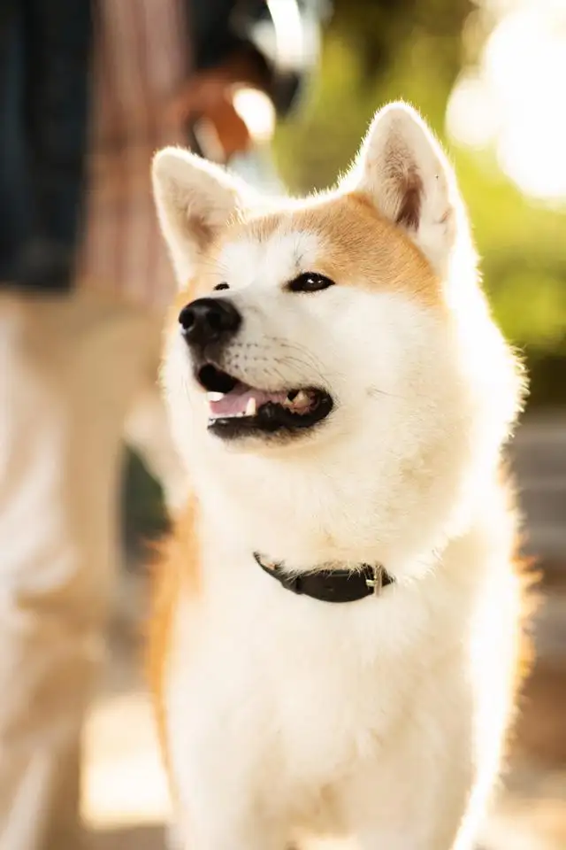 日本狗品种秋田犬(十大最凶猛的犬排名)