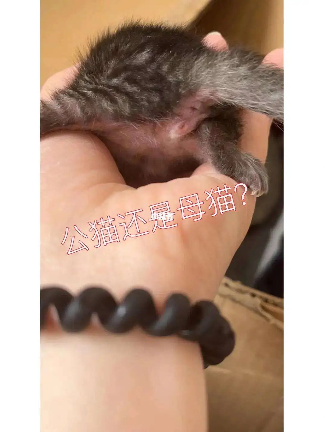 猫怎么分的出哪个是公猫哪个是母猫(猫怎么分的出哪个是公猫哪个是母猫呢)