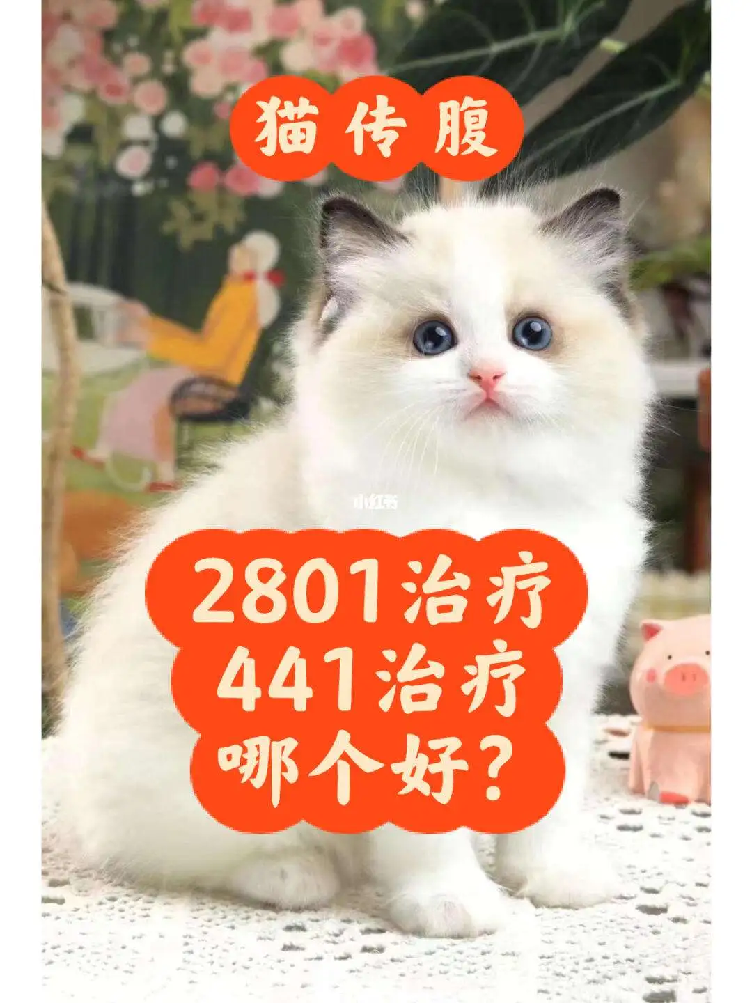 猫传腹441是什么图片(猫传腹441和411的区别)