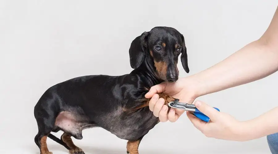 犬剪狗小型指甲(狗剪指甲一般多少钱)