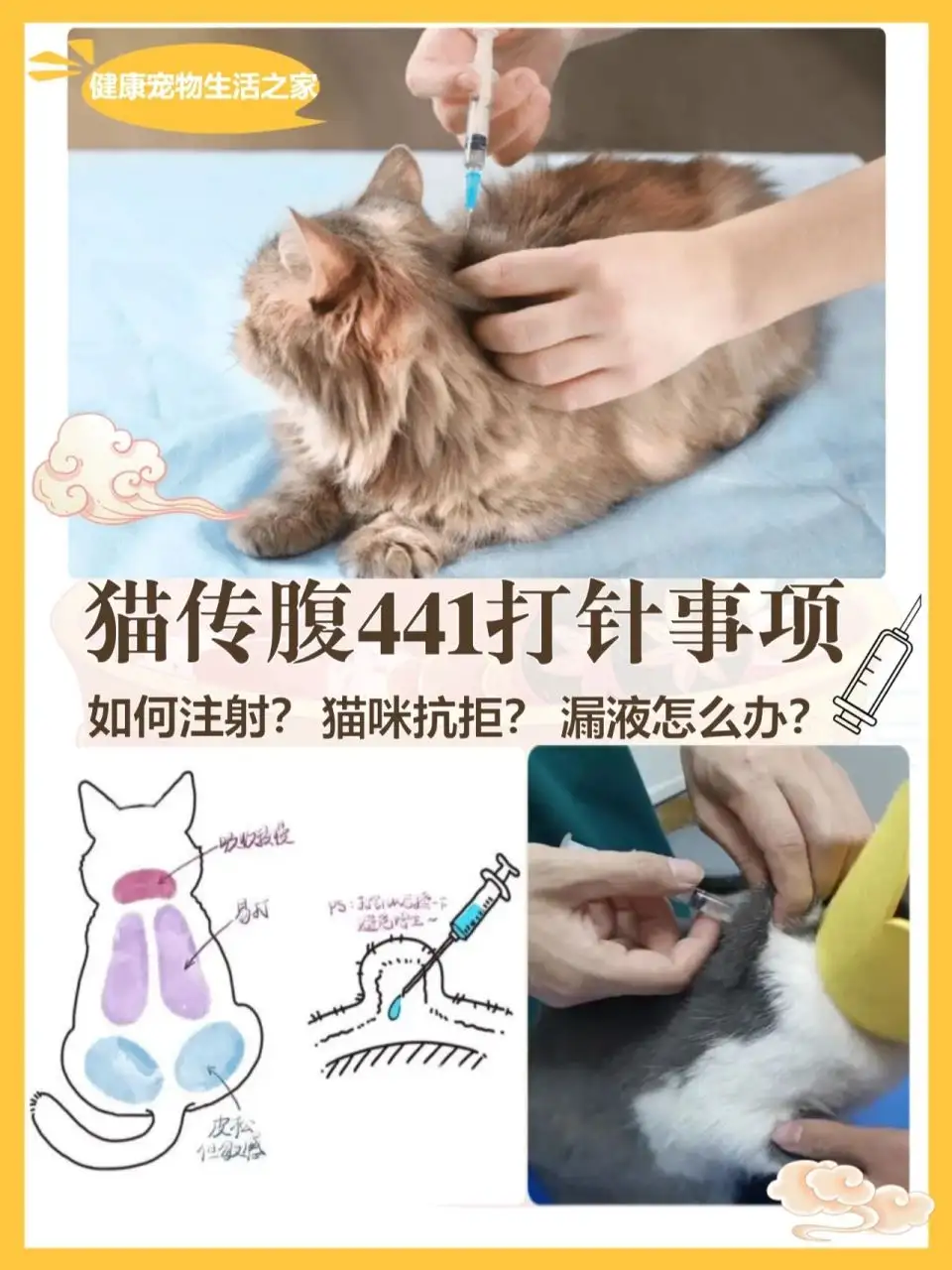 猫传腹怎么区分(猫传腹怎么看好没好)